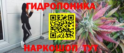 стаф Донской